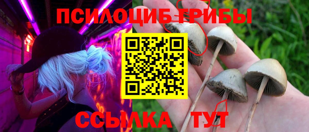 Галлюциногенные грибы Psilocybine cubensis  Вход с VPN  Чернушка 